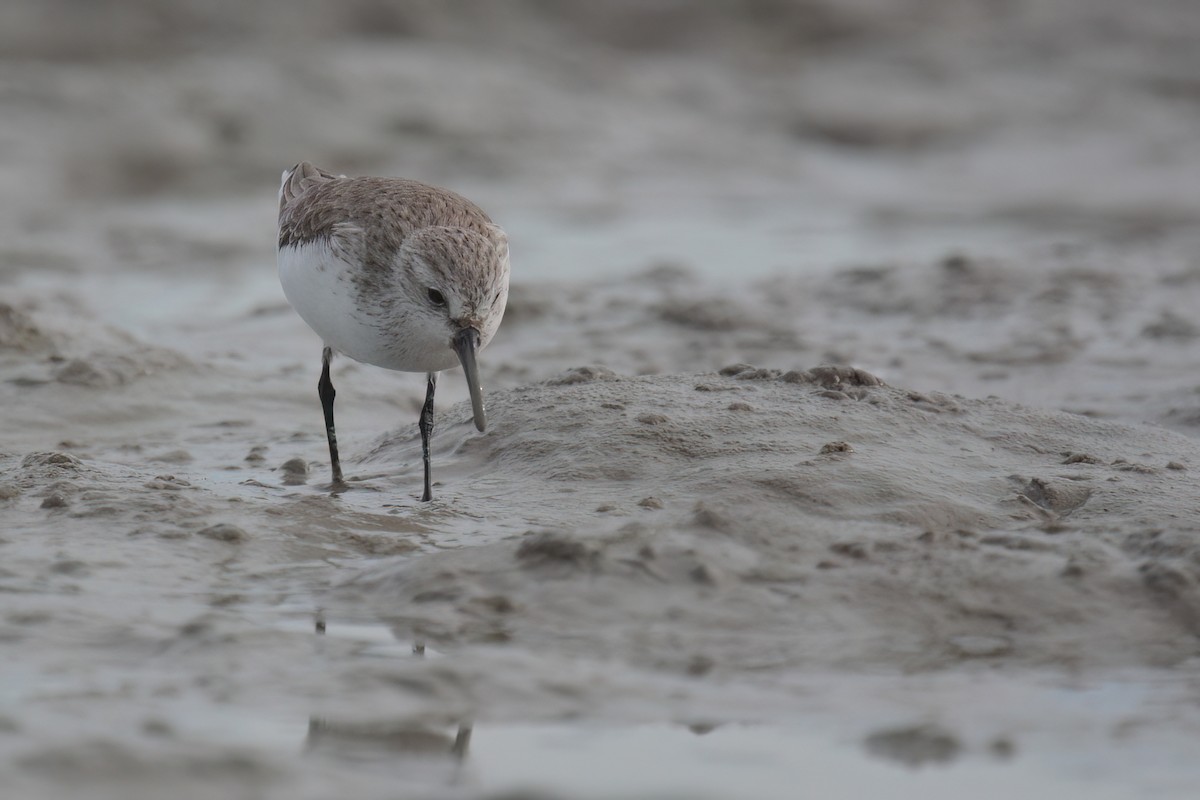 Bergstrandläufer - ML611745201