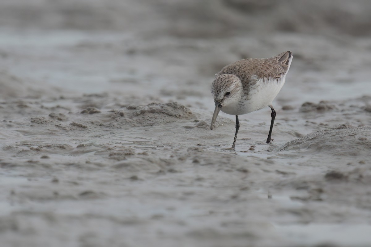 Bergstrandläufer - ML611745203