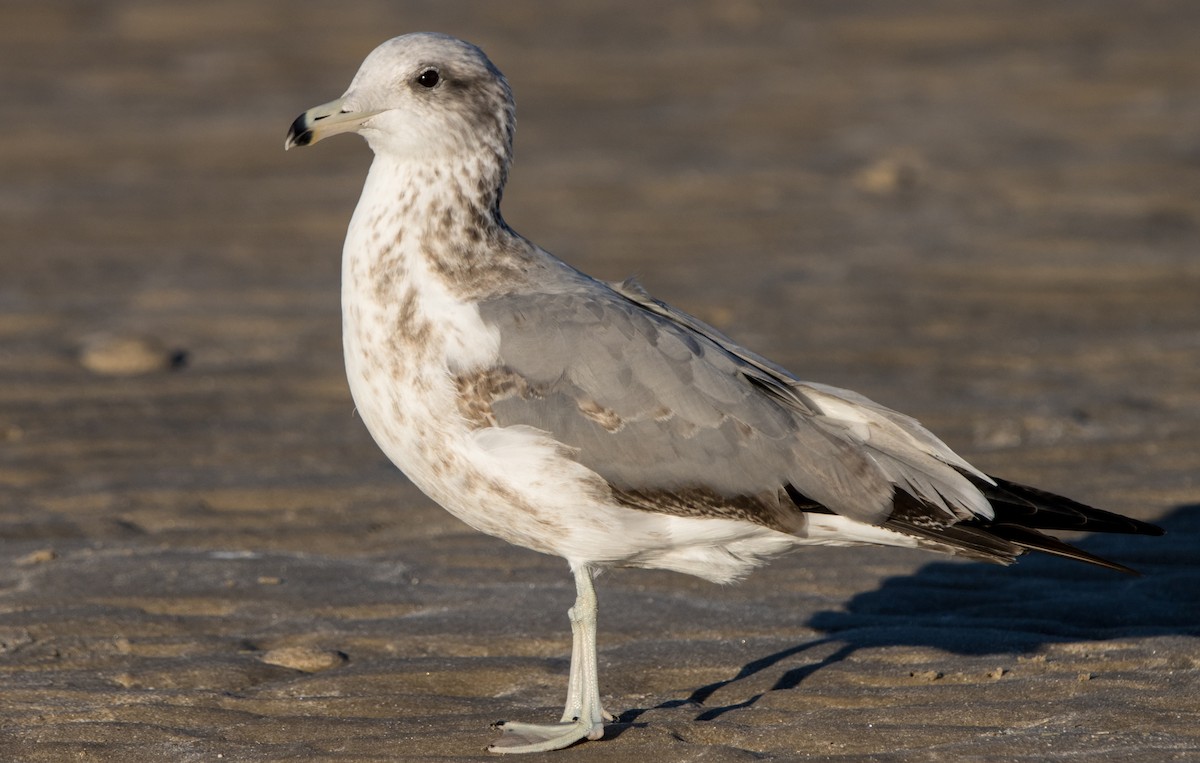 California Gull - ML611745204