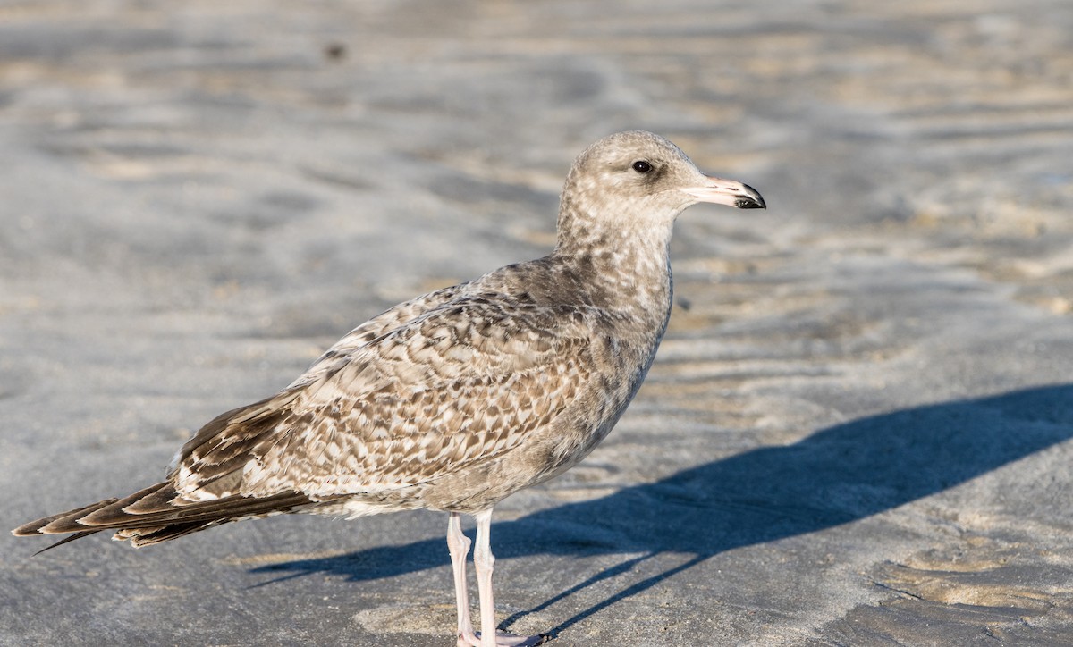 California Gull - ML611745205