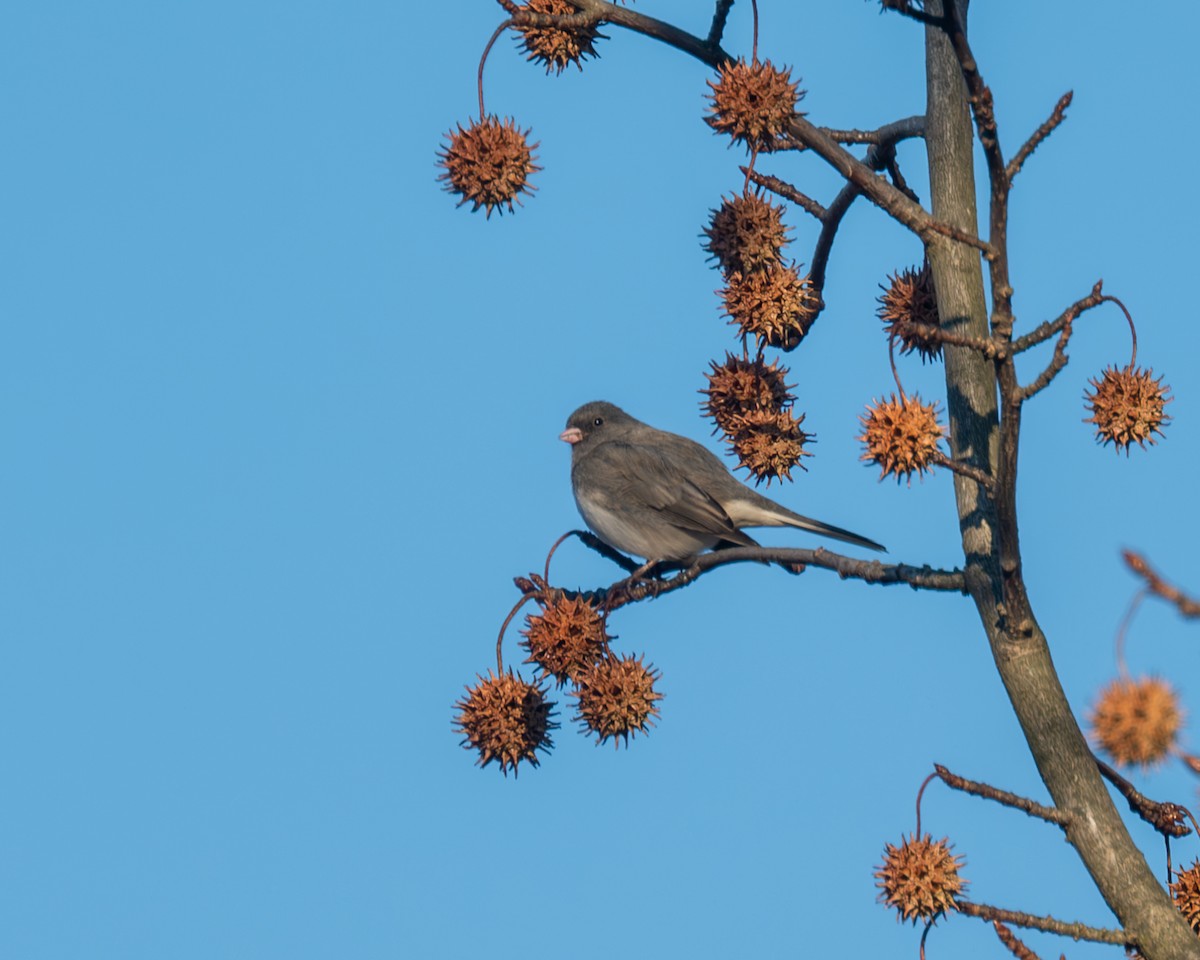 Dark-eyed Junco - ML611745237