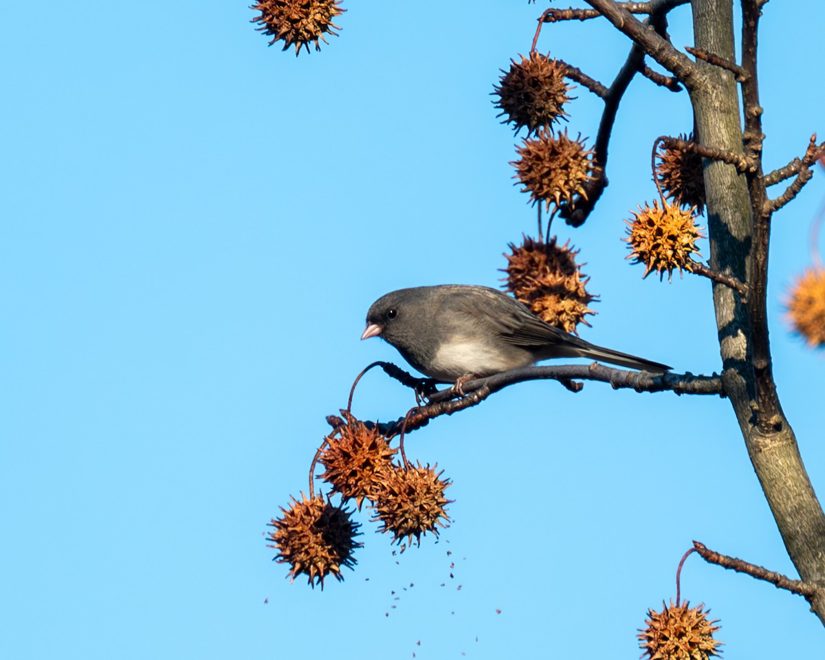 Junco ardoisé - ML611745238