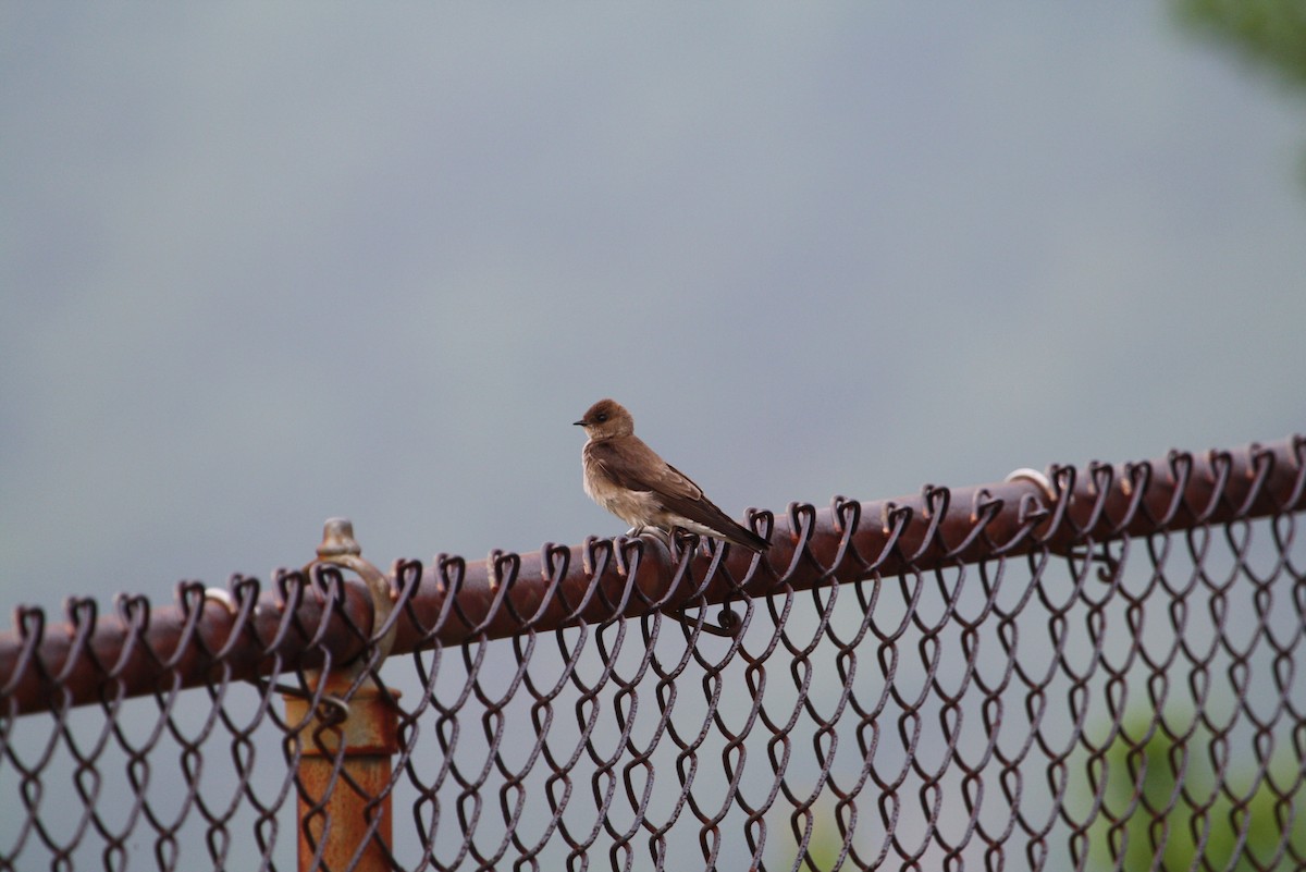 Northern Rough-winged Swallow - ML611745242
