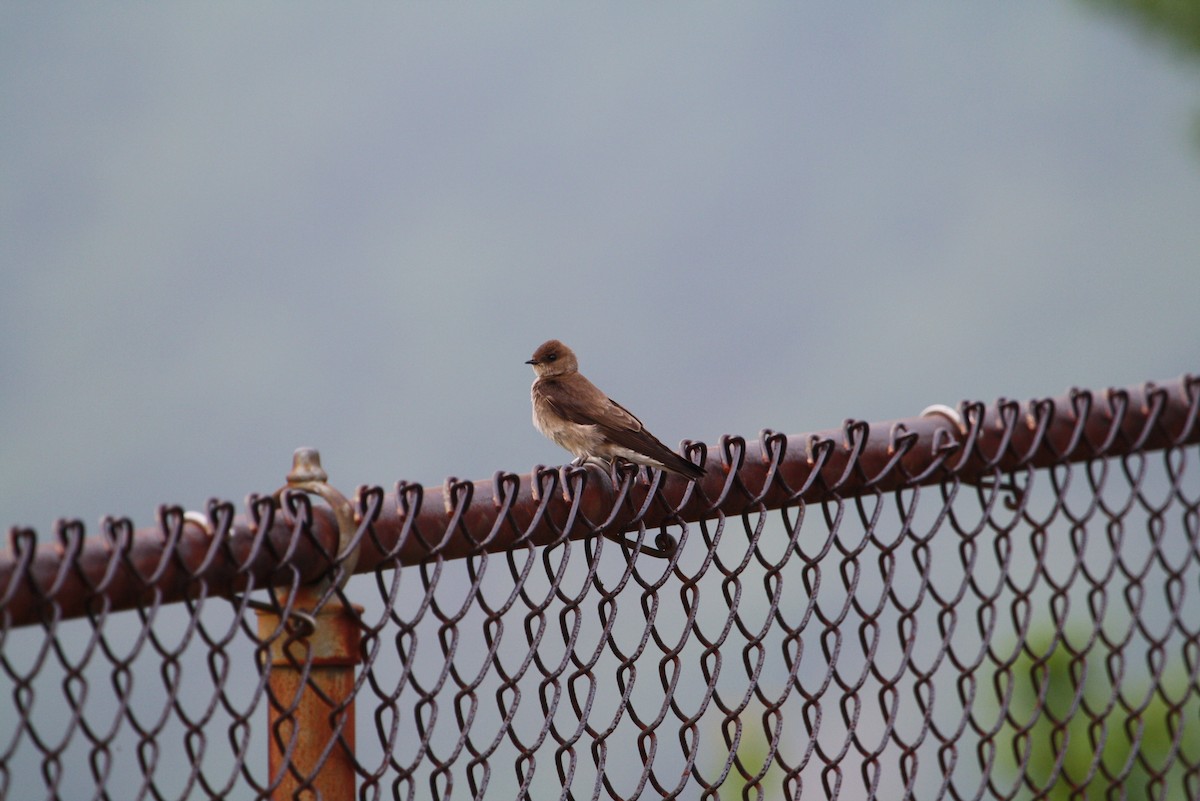 Northern Rough-winged Swallow - ML611745243