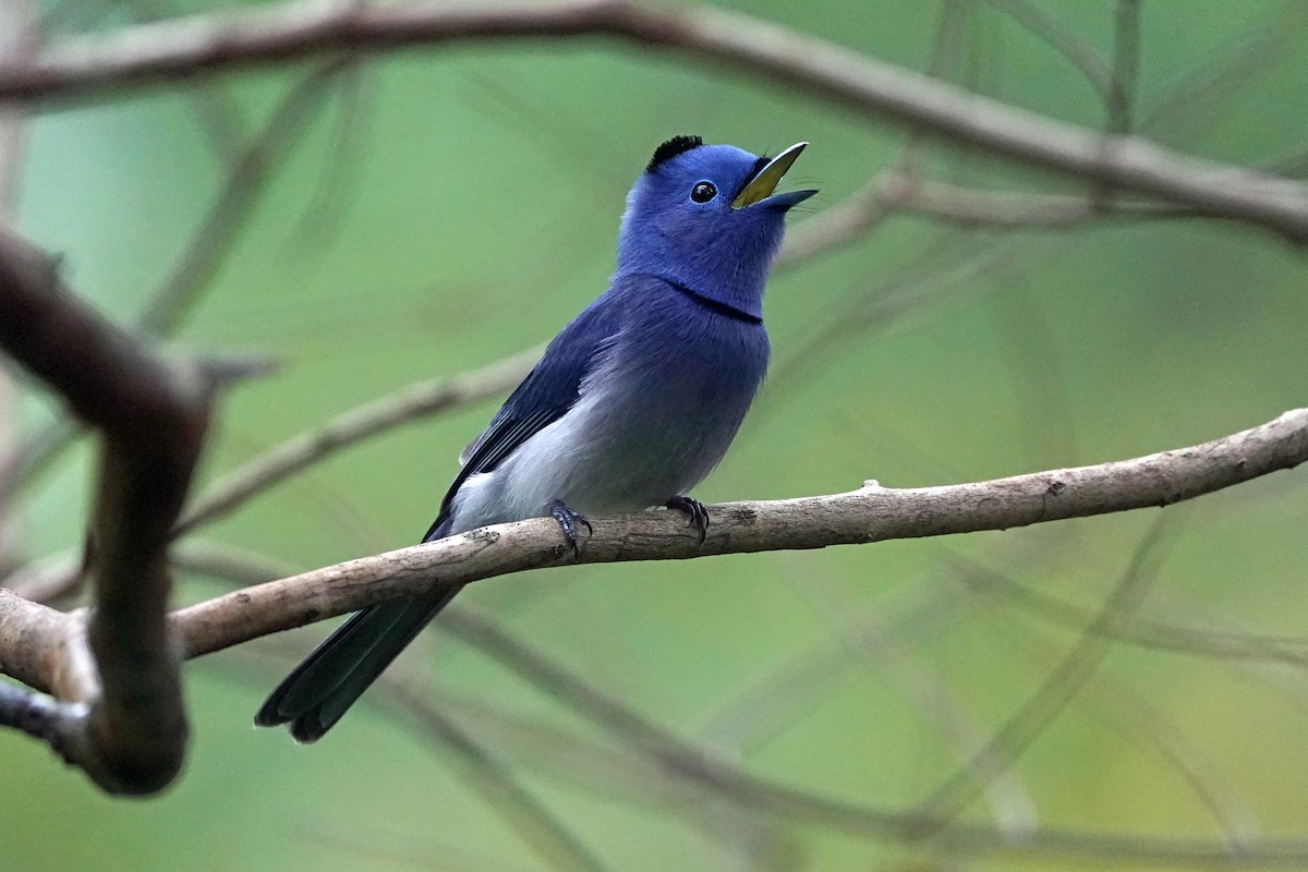 Black-naped Monarch - Zeno Taylord-Hawk