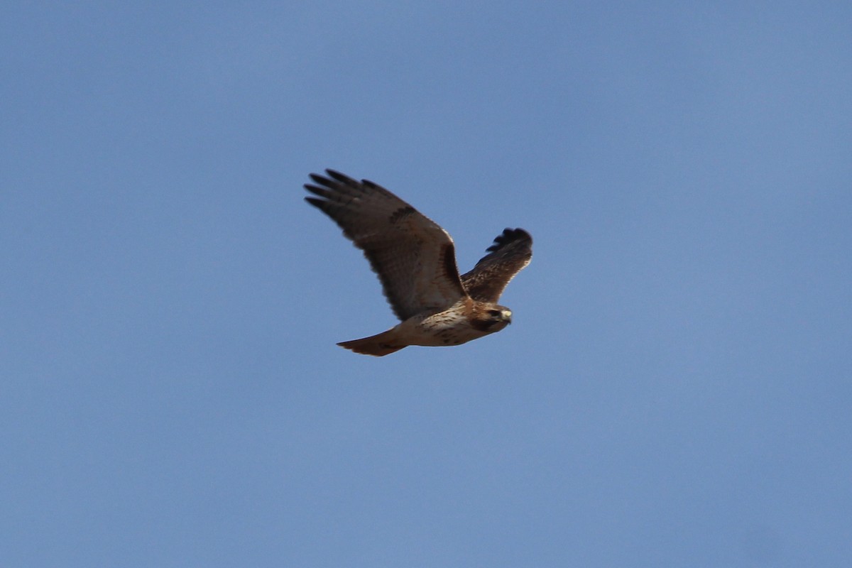Red-tailed Hawk - ML611745287