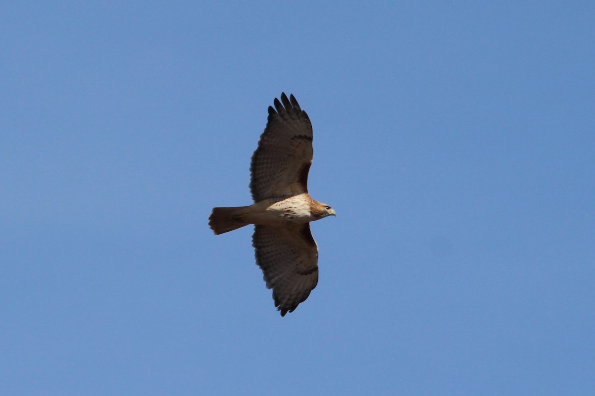 Red-tailed Hawk - ML611745288