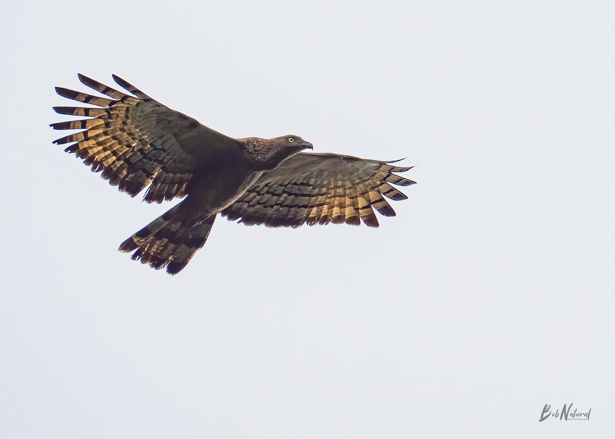 Oriental Honey-buzzard (Indomalayan) - Bob Natural