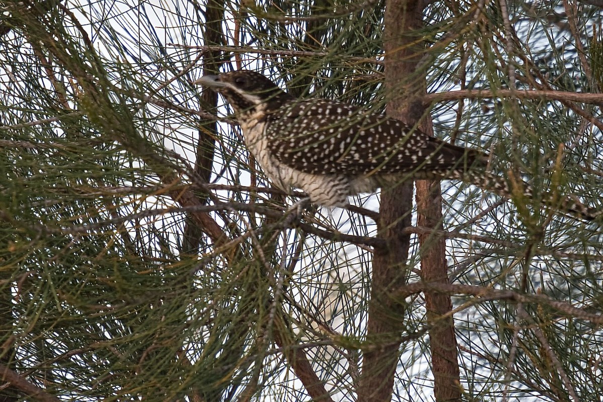 Pacific Koel - Mark Pronger