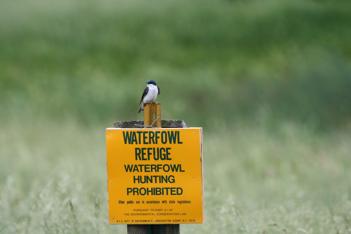 Tree Swallow - ML611745379