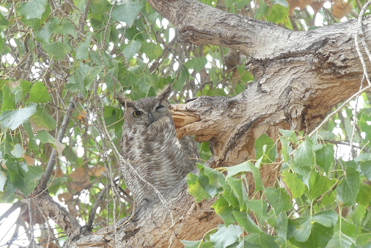 Great Horned Owl - ML611745436
