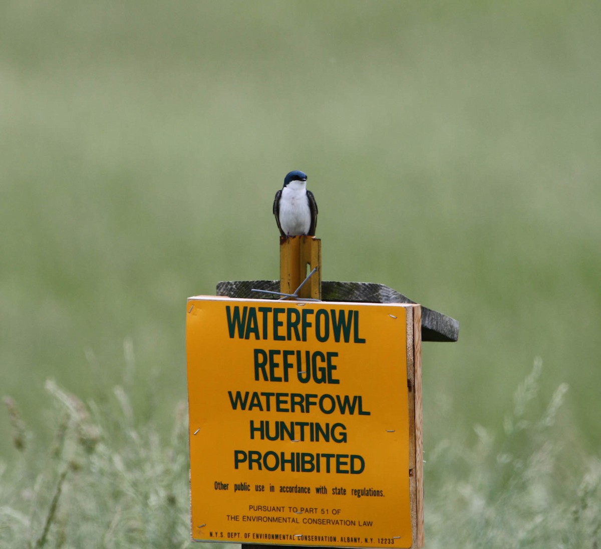 Tree Swallow - ML611745447