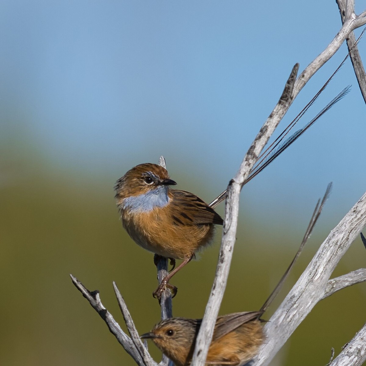 Southern Emuwren - ML611745535