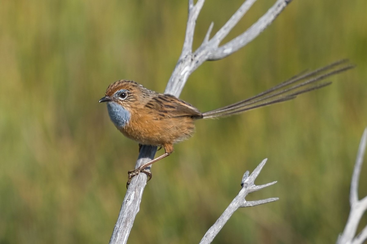 Southern Emuwren - ML611745540