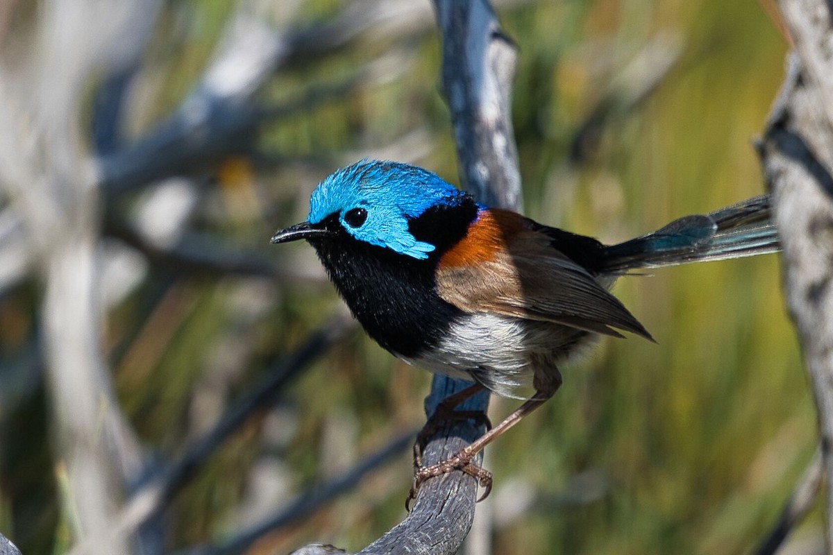 Variegated Fairywren - ML611745544