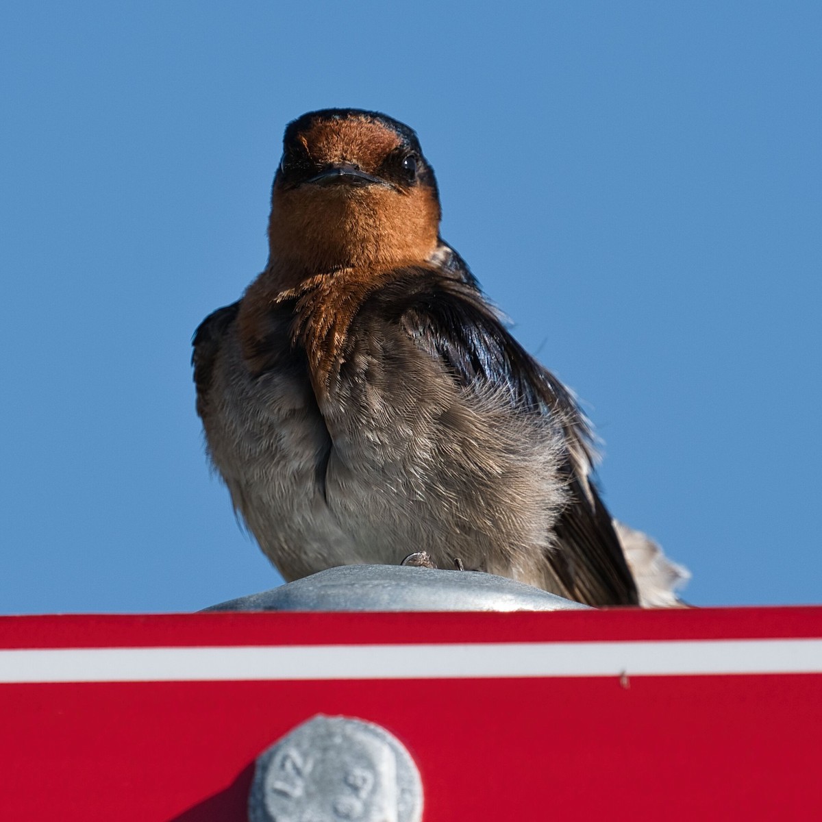 Golondrina Australiana - ML611745555