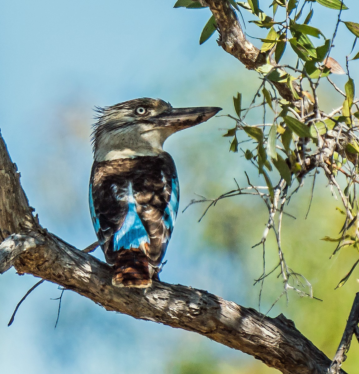 Blue-winged Kookaburra - Russell Scott