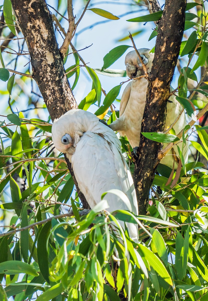 Little Corella - Russell Scott