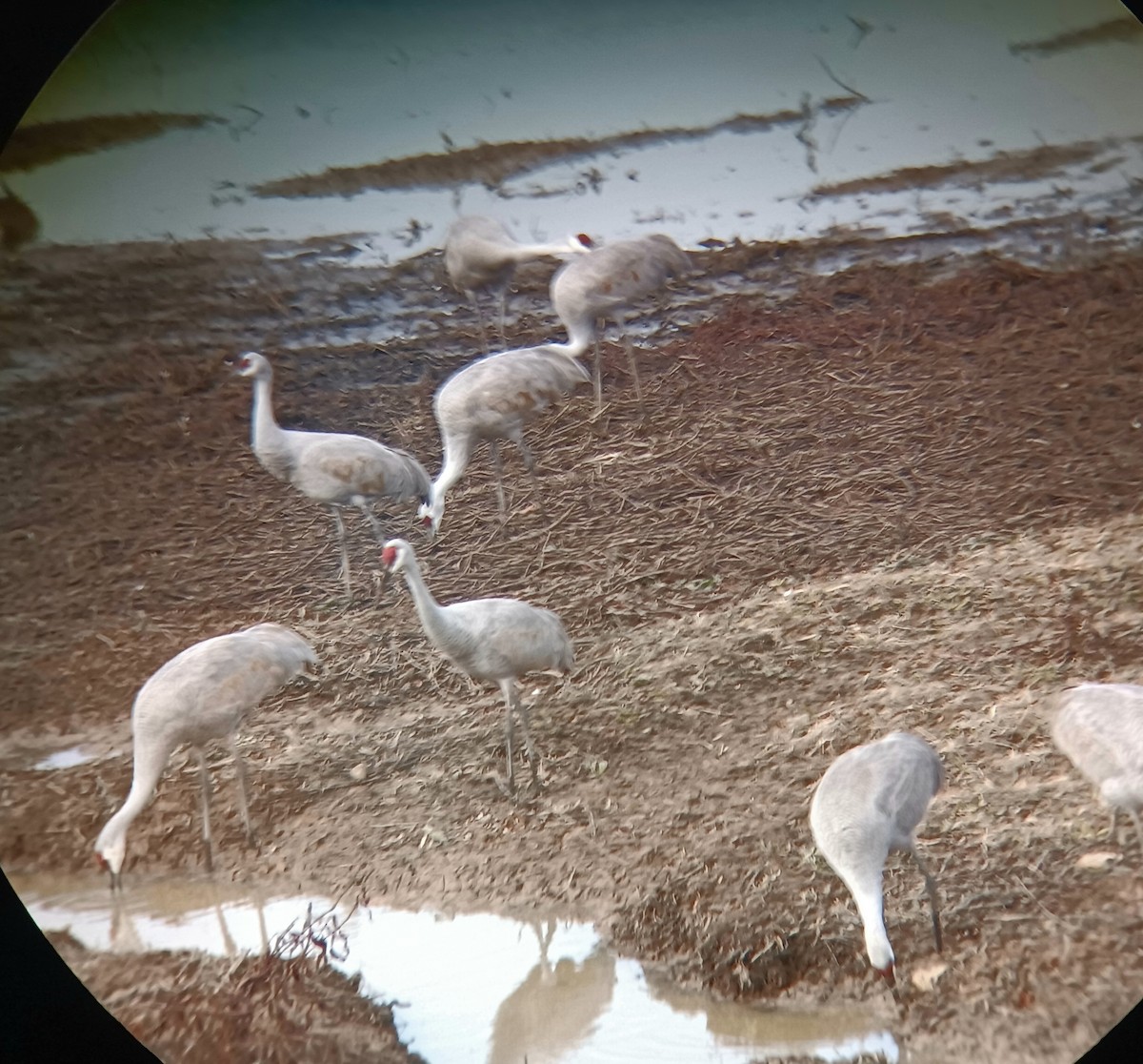 Sandhill Crane - linda craiger