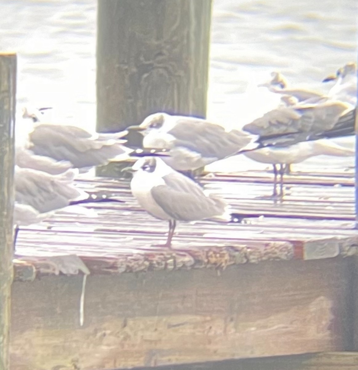 Franklin's Gull - ML611745567