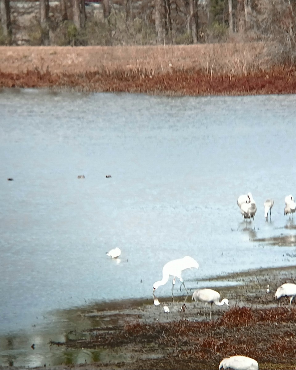 Whooping Crane - ML611745575