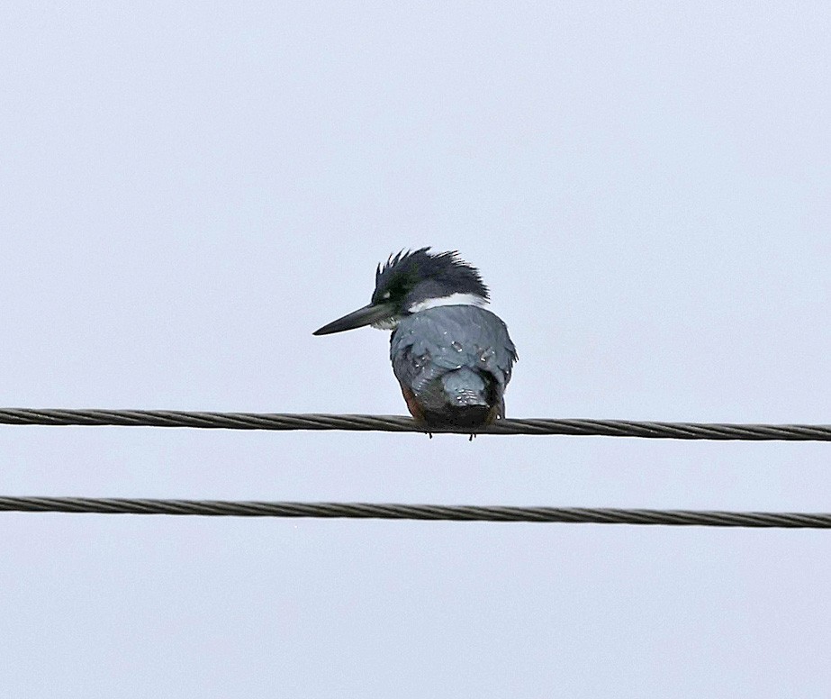 Martín Gigante Neotropical (stellata) - ML611745681