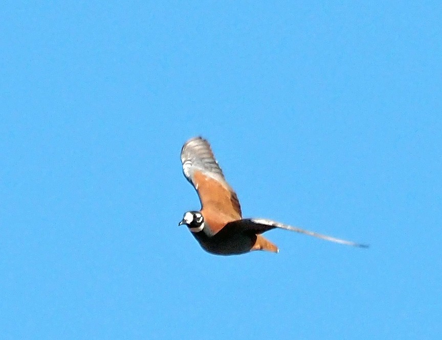 Flock Bronzewing - ML611745713