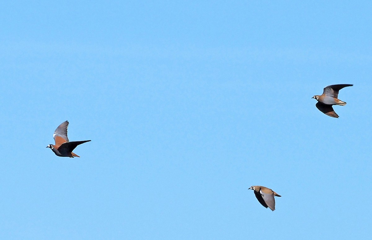 Flock Bronzewing - ML611745717