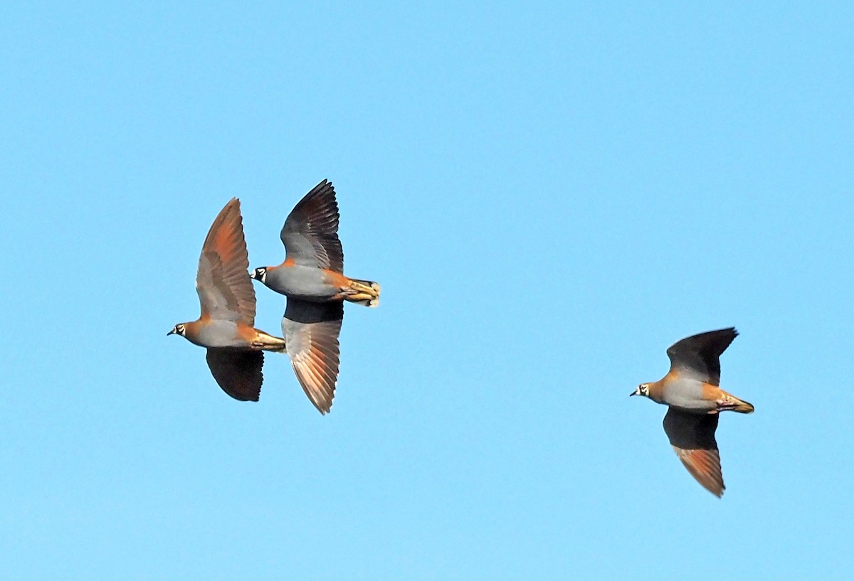 Flock Bronzewing - Steve Law