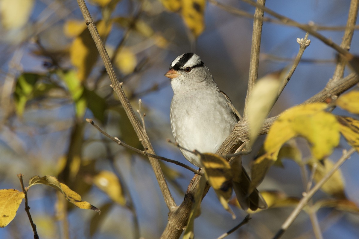White-crowned Sparrow - Phil Lehman