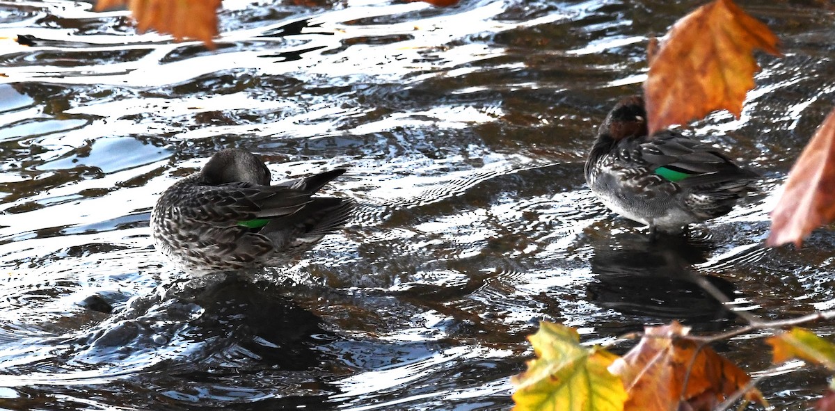 Green-winged Teal - ML611745899