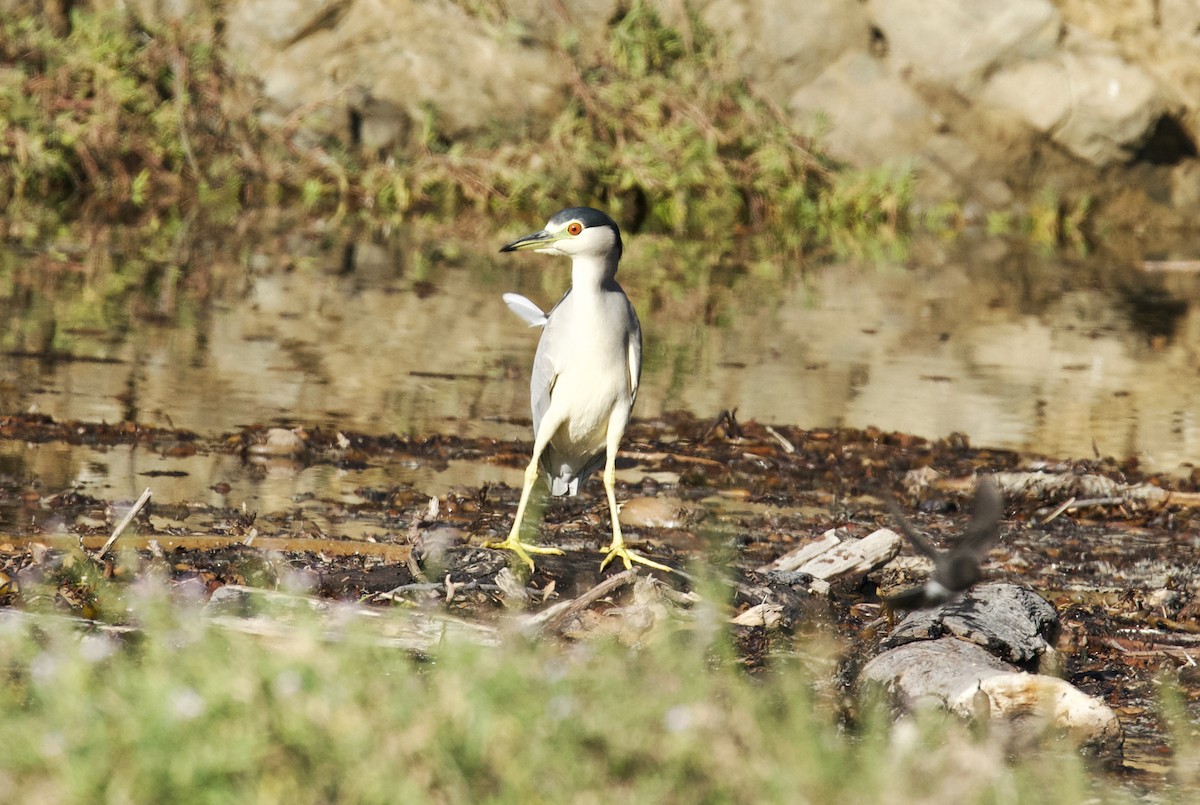 Black-crowned Night Heron - ML611745902