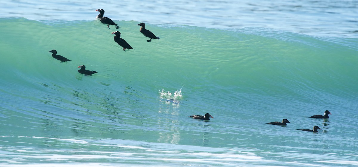 Surf Scoter - ML611745907