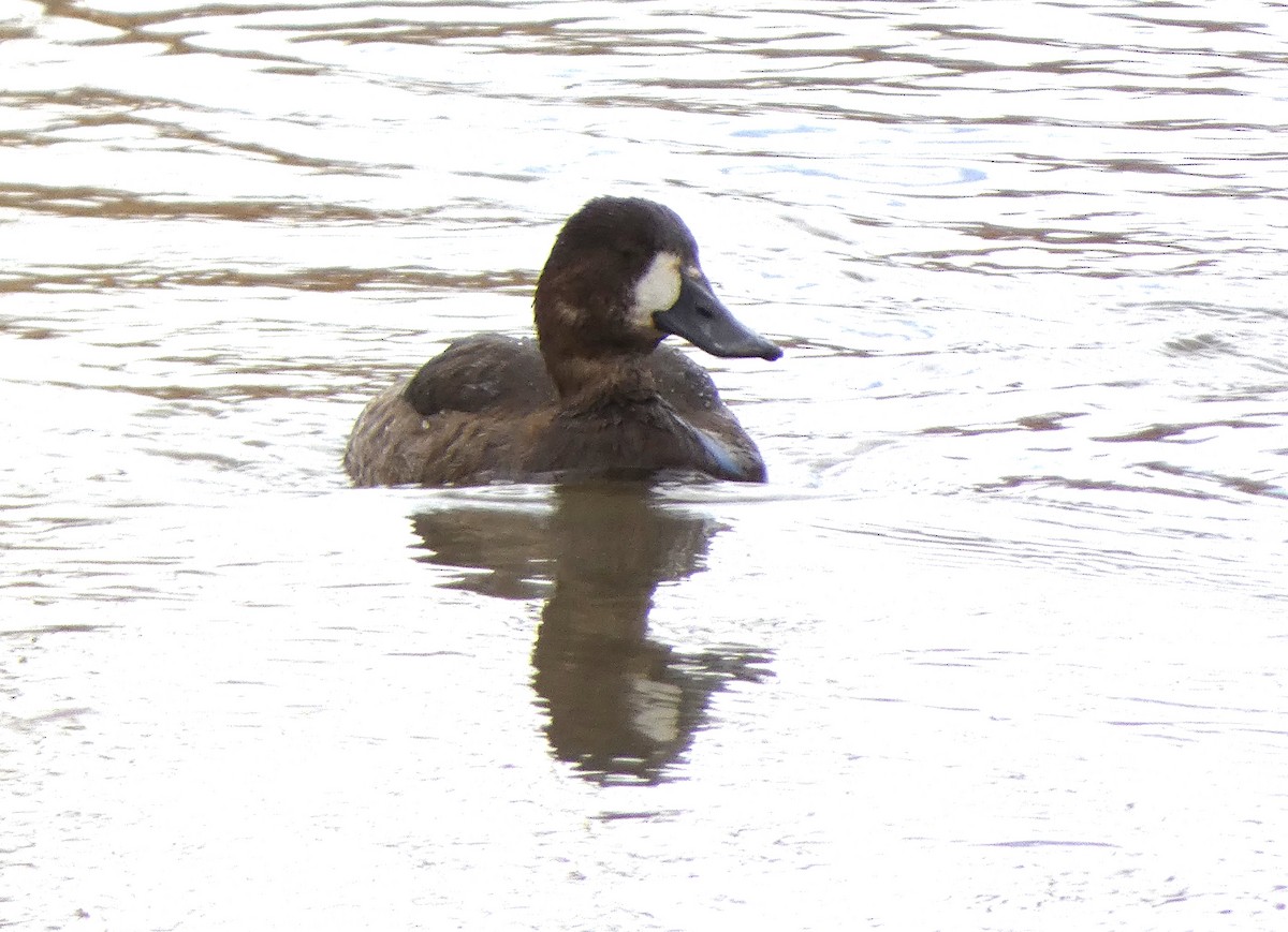 Lesser Scaup - ML611745974