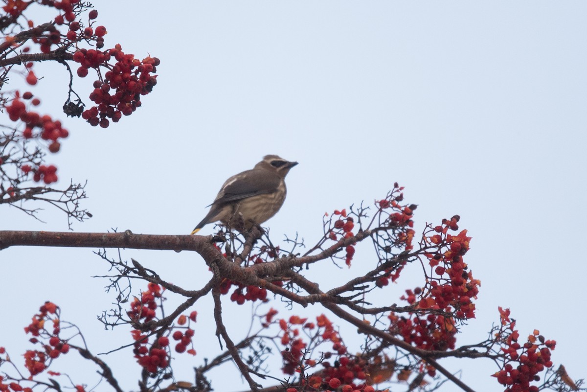 Cedar Waxwing - ML611745990