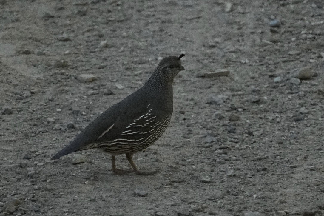 California Quail - Christopher Carlson