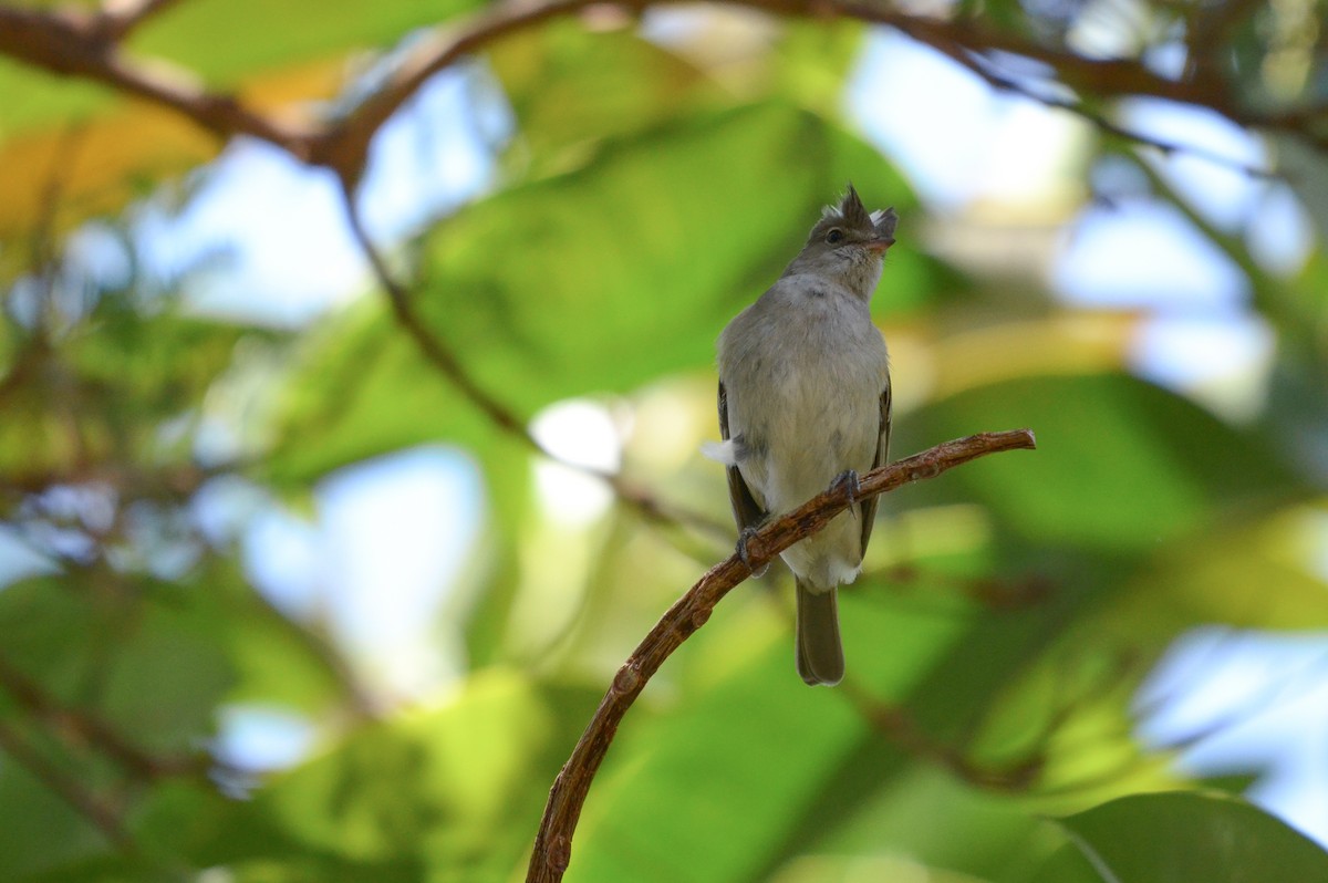 White-crested Elaenia (Peruvian) - ML611746061