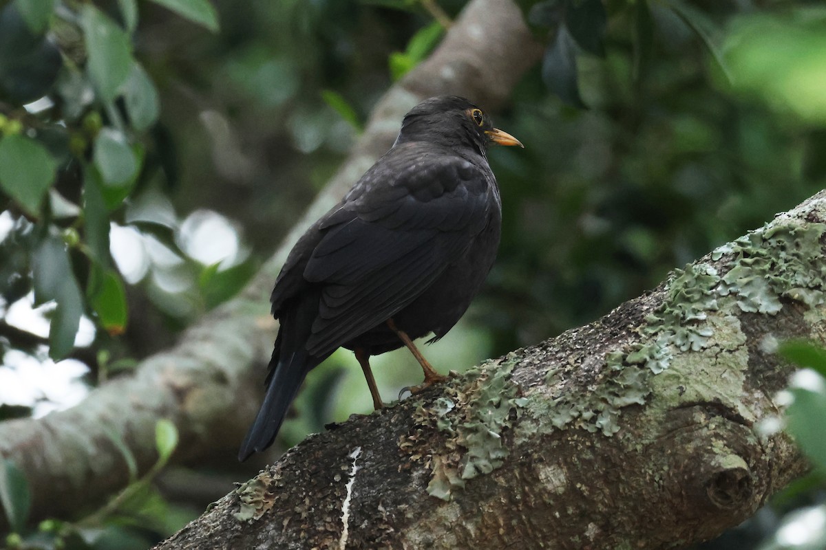 Chinese Blackbird - ML611746098