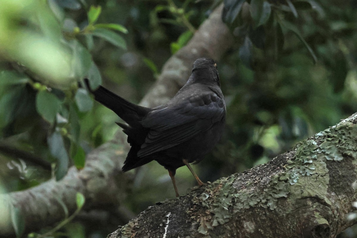 Chinese Blackbird - ML611746102