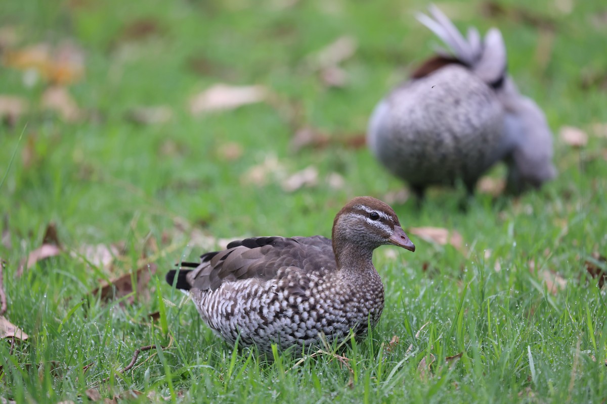 Maned Duck - ML611746179