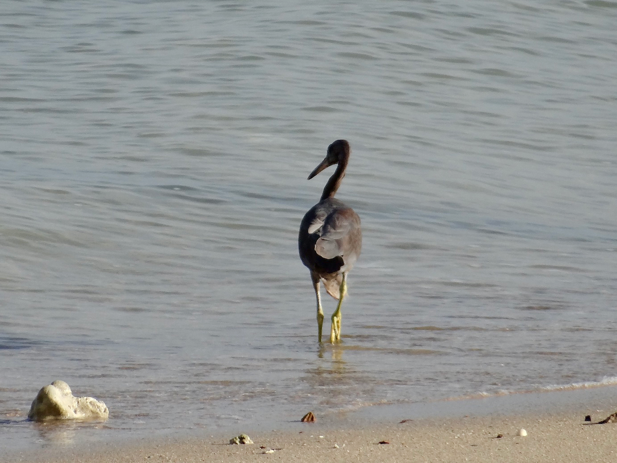 Pacific Reef-Heron - ML611746180