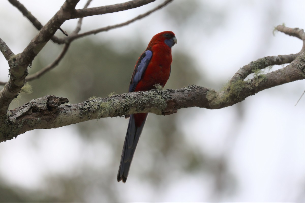 Crimson Rosella - ML611746184