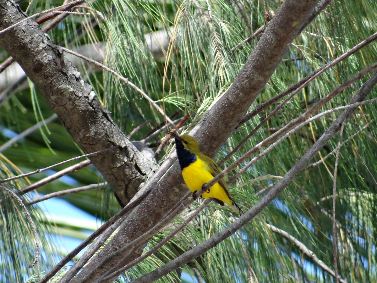 Sahul Sunbird - ML611746186