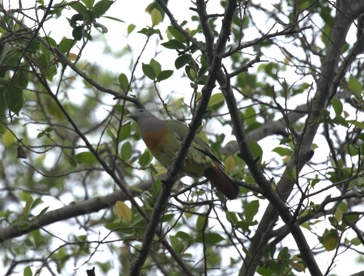 Pink-necked Green-Pigeon - ML611746187