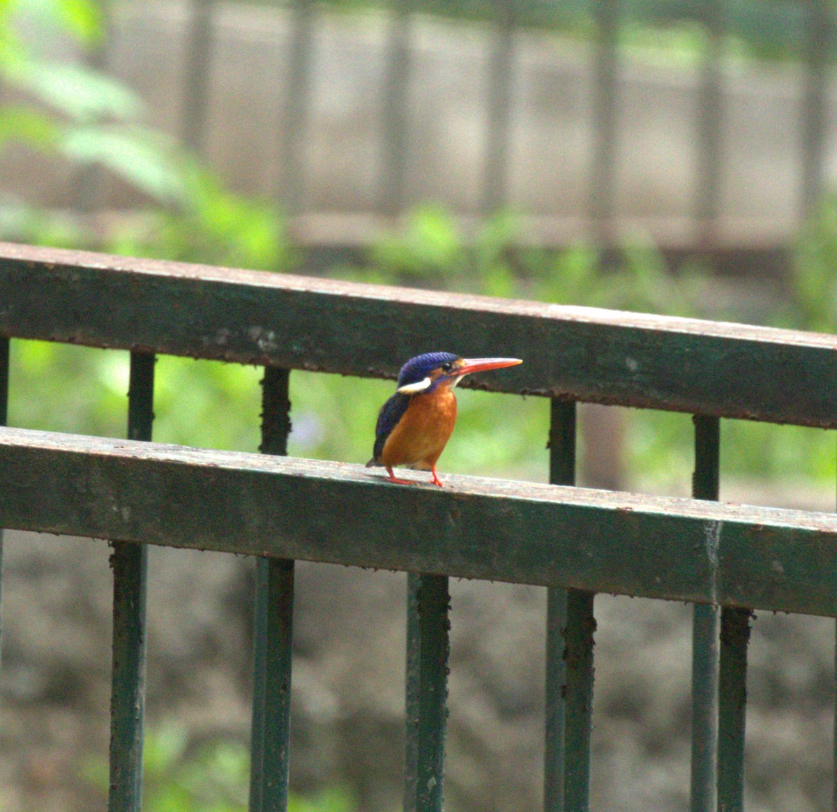 Blue-eared Kingfisher - ML611746190