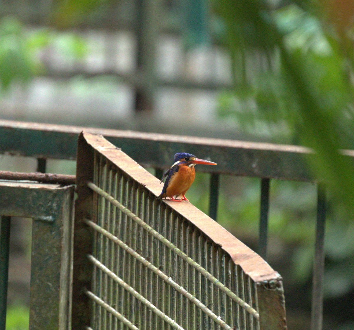 Blue-eared Kingfisher - ML611746191