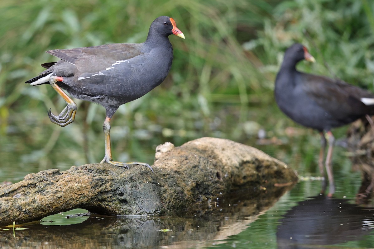 Dusky Moorhen - ML611746220