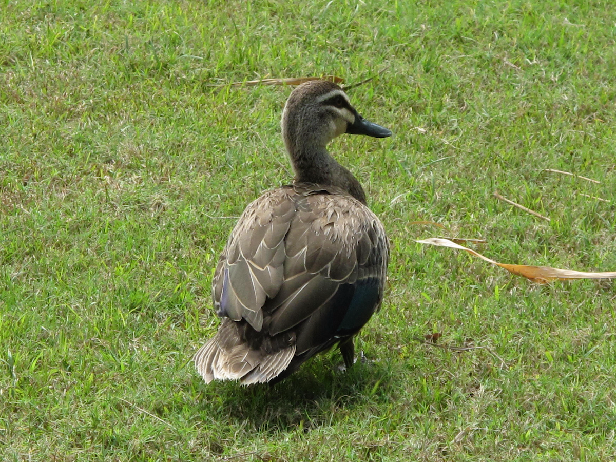 Pacific Black Duck - ML611746254