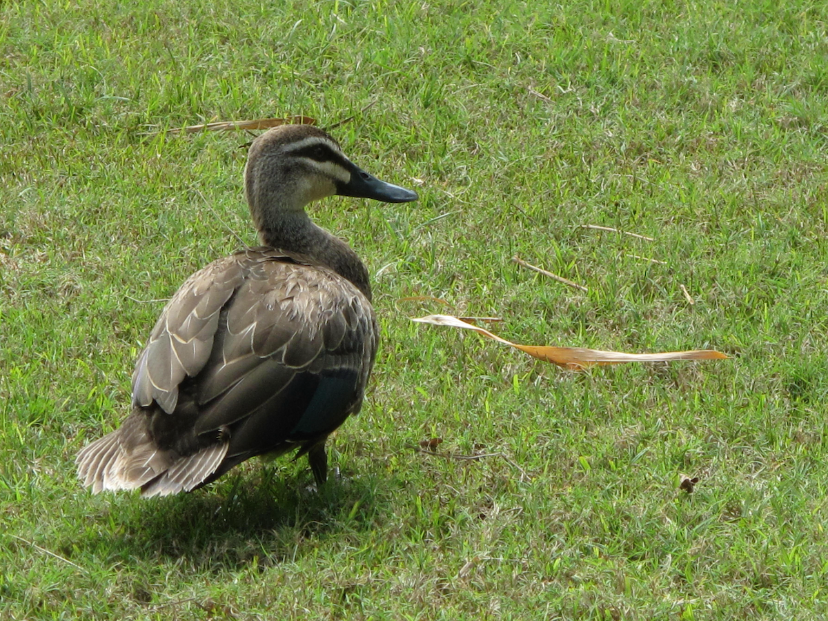 Pacific Black Duck - ML611746255