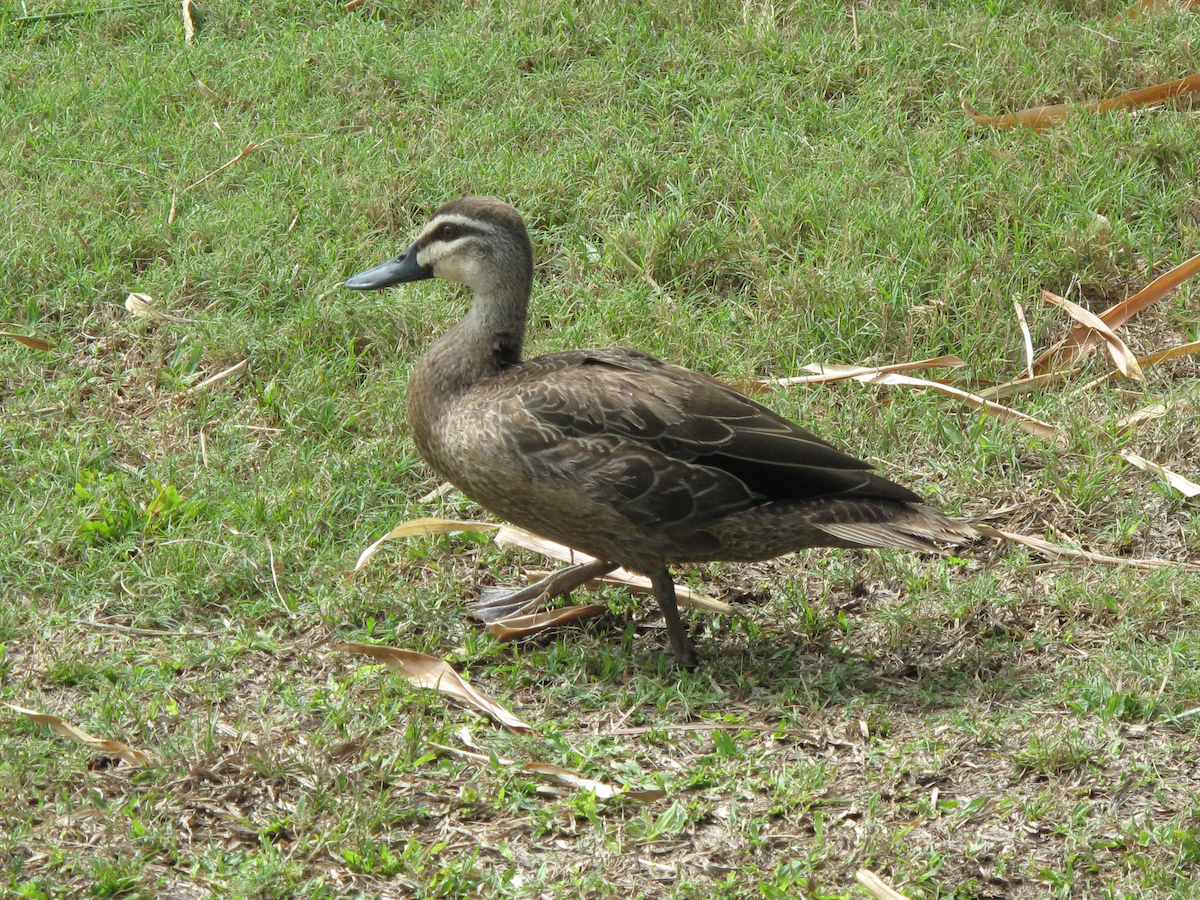 Pacific Black Duck - ML611746258